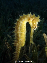 Egyptian thorny seahorse in seagrass by Laura Dinraths 